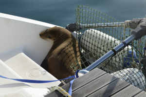SeaLionOnZoom